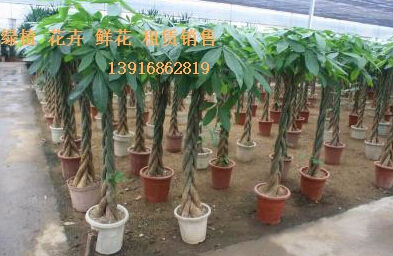 上海植物租赁申宏园艺分享几类绿植养殖方法