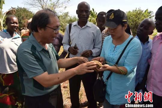 《南美侨报》:中国小谷子在非洲种出大事