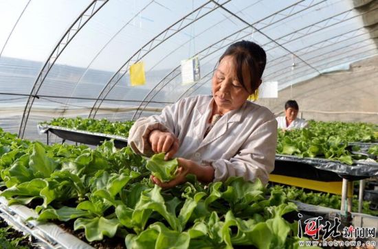 青县司马庄绿豪农业专业合作社工人在大棚内整理蔬菜。(资料片) 记者张昊 通讯员殷实摄