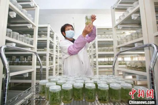 德胜村一家育种中心，技术员在培养马铃薯基础苗。　张北县委宣传部供图