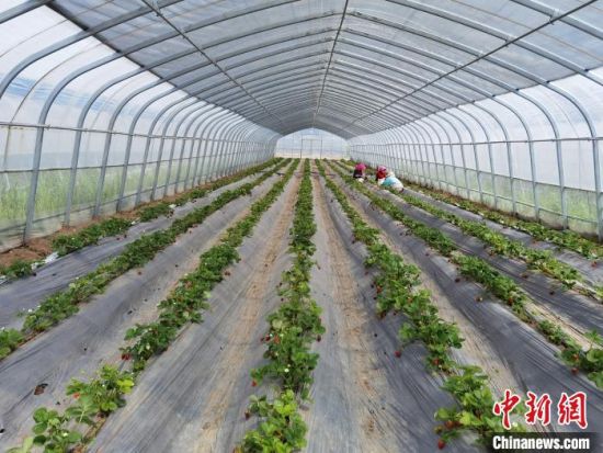 图为尚义县草莓种苗繁育基地大棚内工人正在忙碌。　李洋 摄