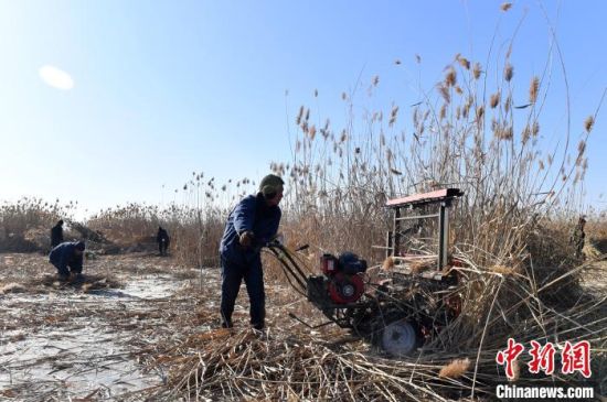图为雄安新区安新县冬季冰上芦苇收割现场。　韩冰 摄