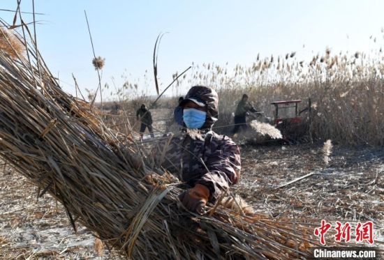 图为雄安新区安新县冬季冰上芦苇收成现场。　韩冰 摄