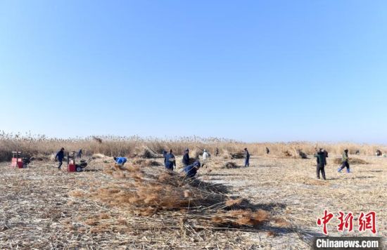 图为雄安新区安新县冬季冰上芦苇收割现场。　韩冰 摄