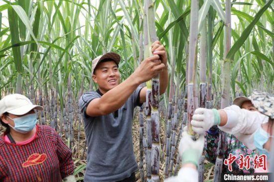 图为邯郸市临漳县村民在收获甘蔗。　张建峰 摄