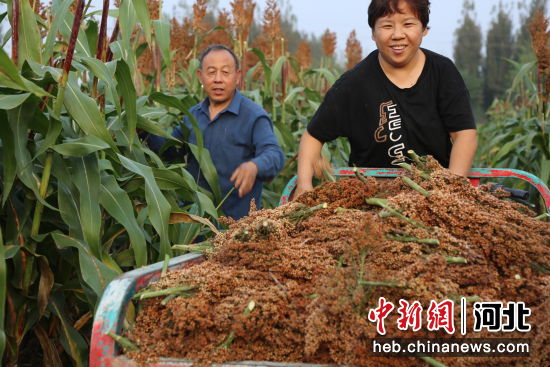 平乡县马鲁集村民刘英怀(左)种植的高粱喜获丰收。 姚友谅 摄