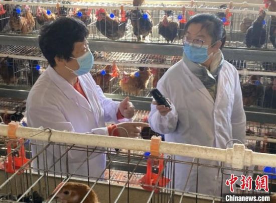 专家在进述“太行鸡”的特点 赞皇县委宣传供图