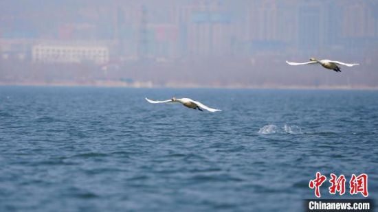 图为两只白天鹅从溢泉湖湖面上飞过�！≌藕� 摄