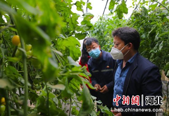 图为农技人员来到大棚里指导农户番茄种植技术。