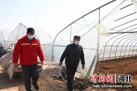 河北省石家庄市赵县�聚农作物种植专业合作社农民正在整地理墒种植马铃薯。 朱涛 摄