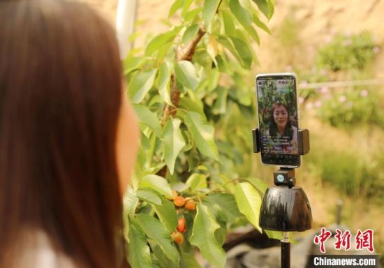 图为在河北省固安县侬人农业园温室大棚内，社员通过手机直播销售樱桃。　门丛硕 摄