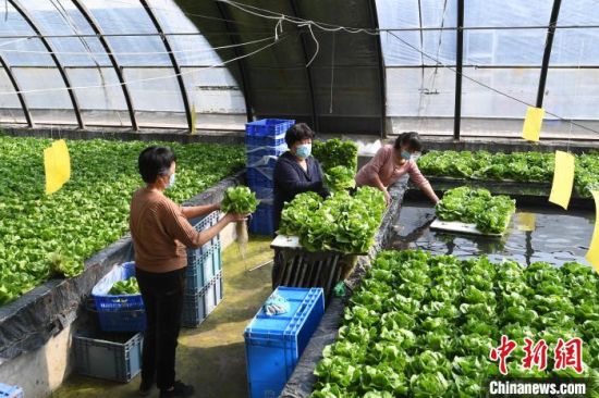 图为永清县小满家庭农场员工在采摘装箱生菜。　刘欣羽 摄