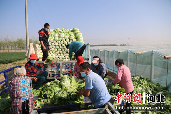 工人将白菜装车准备送往批发市场。 曹永祥 摄
