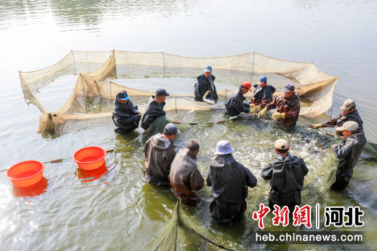 5月11日，河北省唐山市�茨峡hDPO�r�f�B�~池里工人在按尺寸分����~苗，��浞殖鼐��B。 ��永新 �z