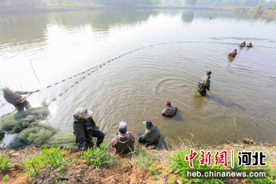 5月11日，河北省唐山市�茨峡hDPO�r�f�B�~池里工人在按尺寸分����~苗，��浞殖鼐��B。 ��永新 �z