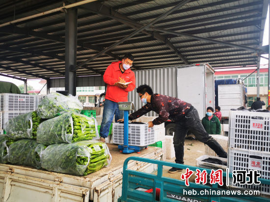 蔬菜交易市场内，菜商在收购蔬菜。 魏荣亮 摄