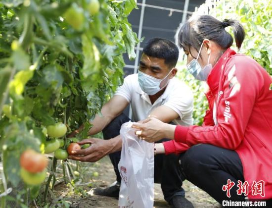 图为固安县卡尔叔叔幸福农场，工作人员正为订单客户采摘西红柿�！∶糯运� 摄