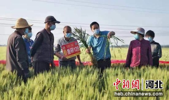 石家庄市无极县农技人员向农户讲授如何识别小麦病虫害赤霉病、条锈病。 韩琳 摄