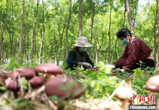任泽区岭四村林下赤松茸种植基地，工人正在采摘赤松茸�！∷谓� 摄