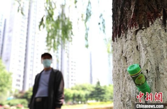 图为邯郸市罗城头公园，滏阳河沿岸已插上药瓶的柳树�！×跹�维 摄