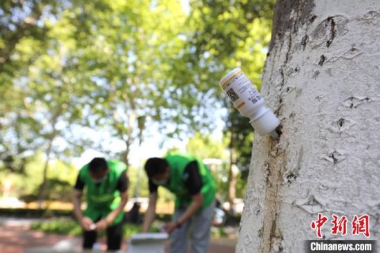 图为邯郸市人民路两旁已插上药瓶的杨树�！×跹�维 摄