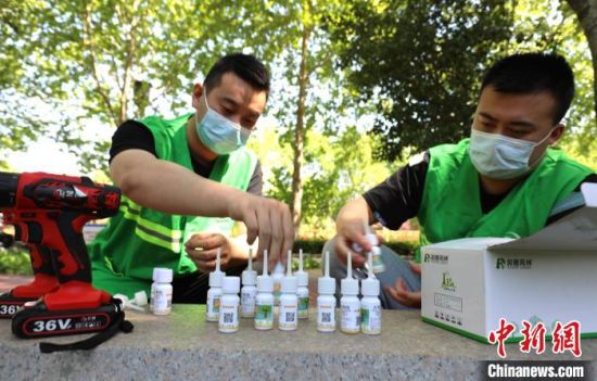 图为邯郸市园林工作人员在做树体插瓶准备工作�！×跹�维 摄