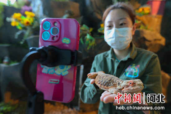 图为河北省邯郸市一萌宠科普乐园内，饲养员正在通过手机直播讲动物相关知识。 陈征 摄