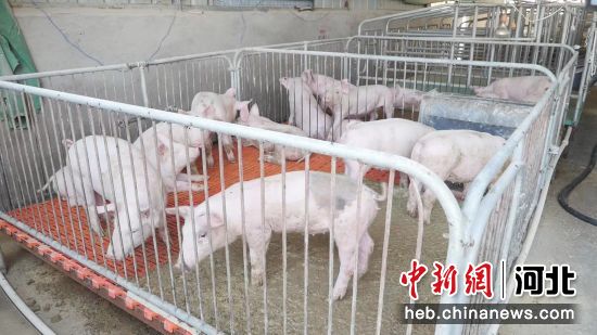 河北省迁西县渔户寨乡高窝子村种养殖一体化的绿色生态产业基地里的猪栏。 韩江平