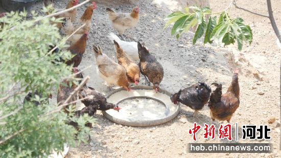 河北省迁西县渔户寨乡高窝子村种养殖一体化的绿色生态产业基地里散养土鸡。 韩江平