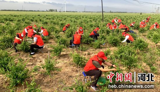 在枣强县王常乡村刘吕木村金银花种植基地，大家齐心协力采摘金银花。 贾献义 摄