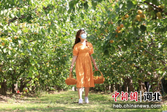 在河北省邢台市南和区和阳镇沙道村，游客在采摘红杏。 武国栋