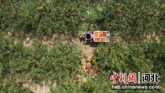 在河北省邢台市南和区和阳镇沙道村，果农在分拣红杏(无人机照片)。 作者 武国栋