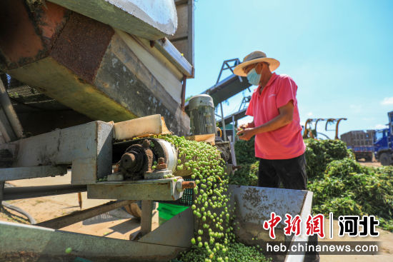 2022年5月30日，河北省唐山市�茨峡h宋道口��r民使用�r�C�M行豌豆�粒作�I。 ��永新