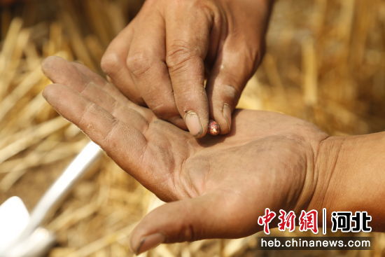 在河北省邢台市南和区贾宋镇宁营村，农民正在查看玉米出芽情况。 作者 张驰