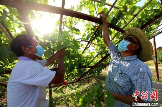 图为东方千年古葡萄庄园内，工作人员正在葡萄架下掐枝�！“睬嗨� 摄