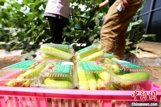 图为河北省香河县蒋辛屯镇，刚刚采摘下来的水果黄瓜装盒打包�！“睬嗨� 摄
