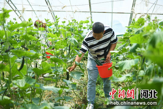 图为在河北省廊坊市安次区京首福家庭农场，游客正在采摘大棚蔬菜。 作者 杨佳琳