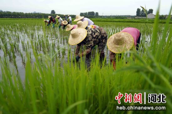 河北省遵化市西留村镇后铺村的农民在稻田拔草。 刘满仓 摄