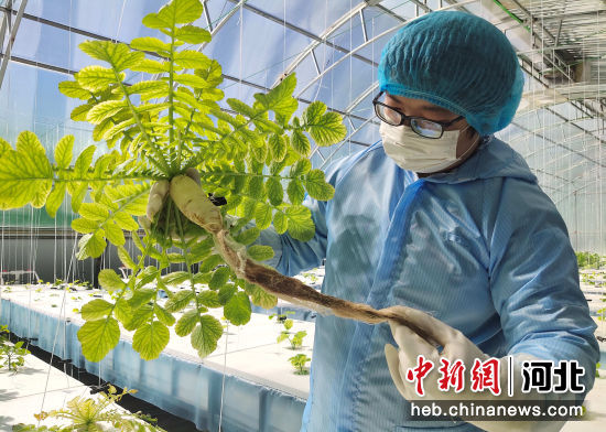 图为廊坊市香河县一设施农业大棚内技术人员查看无土栽培萝卜长势。 安青松 摄
