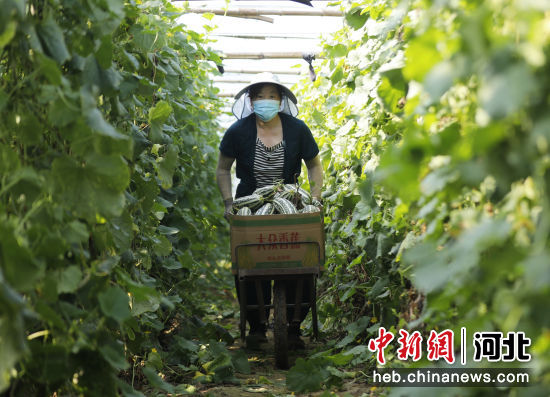 图为廊坊市固安县兴河家庭农场，瓜农正在搬运刚刚采摘甜瓜。 吴迪 摄