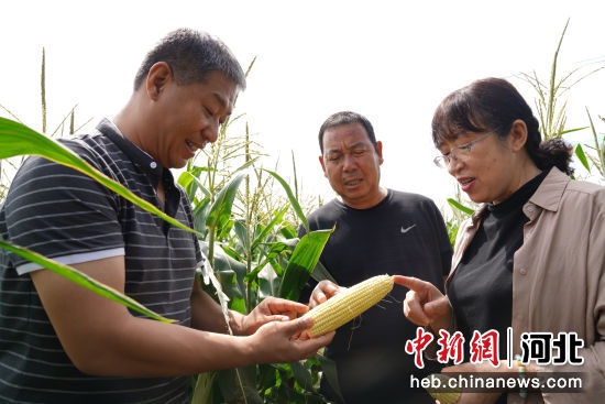 农技人员测算玉米出籽率。 王聚言 摄