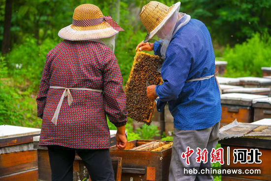 图为蜂农在取蜜。 李秀芹 摄