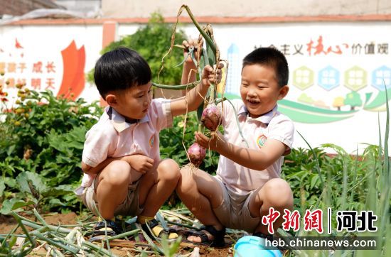 临城县县直幼儿园的孩子们在学校种植园内收获洋葱。 作者 宋继昌