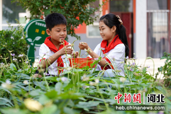 临城县第一小学的学生在学校种植园内采摘成熟的豆角。 作者 王永周