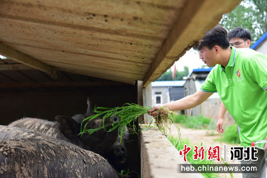 图为11日下午，在青县一家土猪养殖场内，大学生近距离观察土猪的生活习性。 作者 尹向平