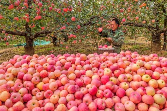 河北省内丘县岗底村产的富岗苹果喜获丰收。 富岗公司供图