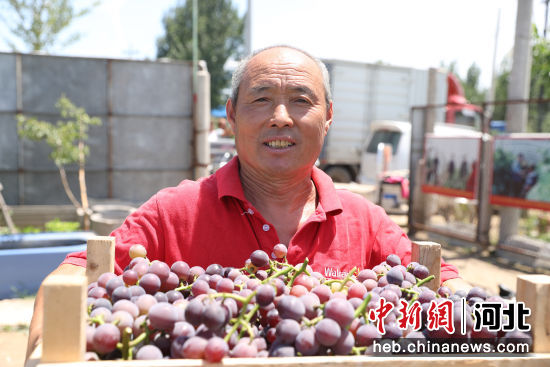 图为工人展示刚采摘的葡萄。 马凯 摄