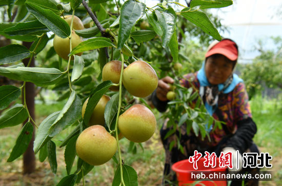图为河北沧县绿然农业专业合作社的枣农在大棚内采摘冬枣。 苑立伟 摄