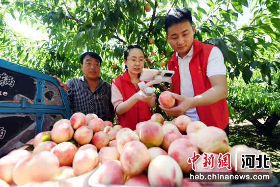 图为广阳区万庄镇志愿者通过直播帮助果农销售刚刚摘下的桃子。 作者 孙宝宇