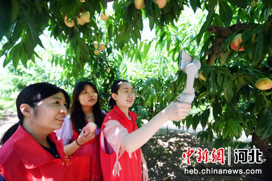 图为广阳区万庄镇志愿者通过直播间向观众展示桃树上成熟的桃子。 作者 孙宝宇